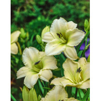 Liliowiec 'Arctic Snow' | Hemerocallis
