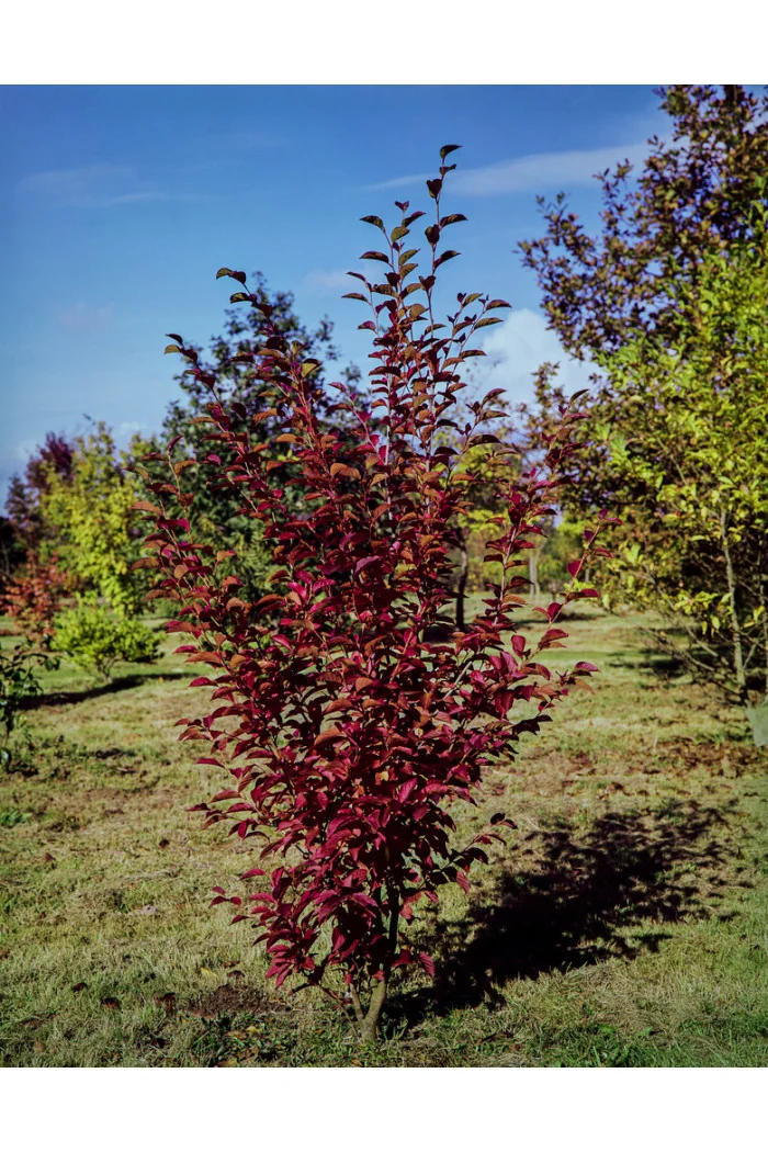 Stewarcja kameliowata | Stewartia pseudocamellia