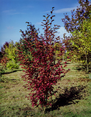 Stewarcja kameliowata | Stewartia pseudocamellia
