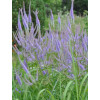 Przetacznikowiec wirginijski 'Fascination' | Veronicastrum virginicum