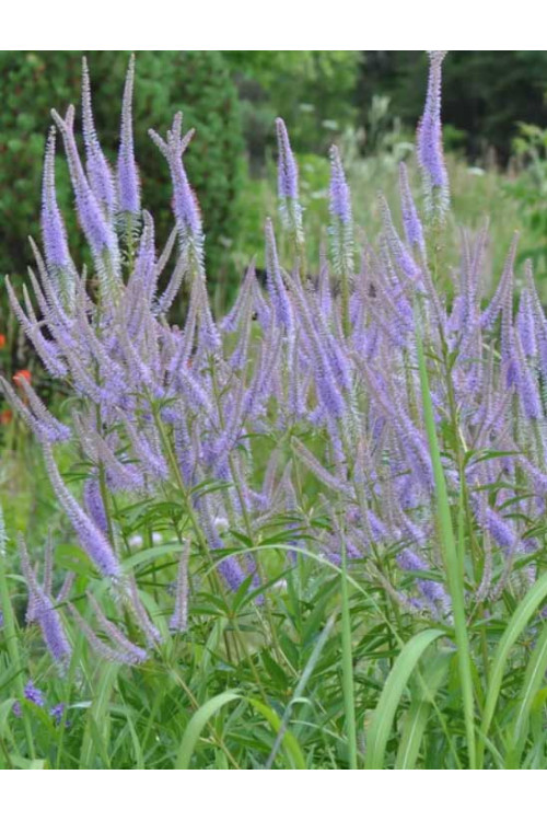 Przetacznikowiec wirginijski 'Fascination' | Veronicastrum virginicum