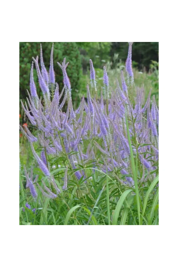 Przetacznikowiec wirginijski 'Fascination' | Veronicastrum virginicum