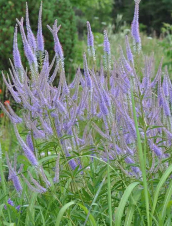 Przetacznikowiec wirginijski 'Fascination' | Veronicastrum virginicum