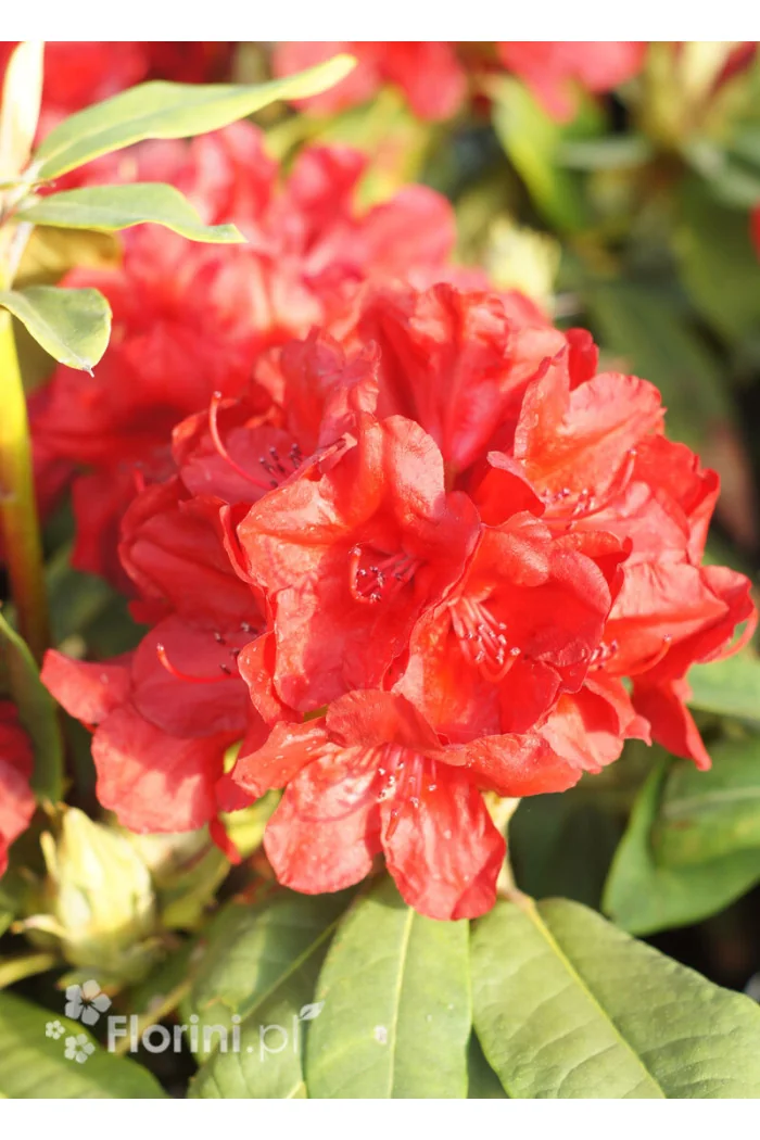 Rododendron 'Dotella' | Rhododendron