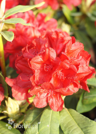 Rododendron 'Dotella' | Rhododendron