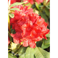 Rododendron 'Dotella' | Rhododendron