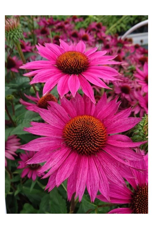 Jeżówka 'JS Roho' | Echinacea