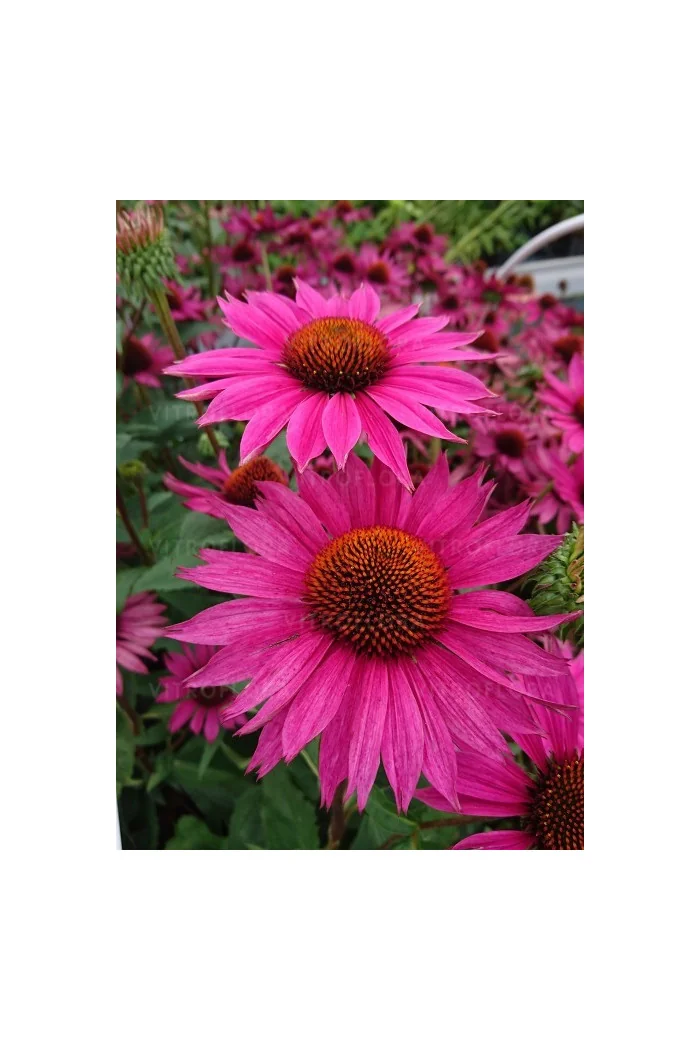 Jeżówka 'JS Roho' | Echinacea