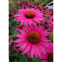 Jeżówka 'JS Roho' | Echinacea