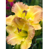 Liliowiec 'Smuggler's Gold' Hemerocallis