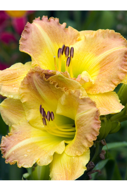 Liliowiec 'Smuggler's Gold' Hemerocallis
