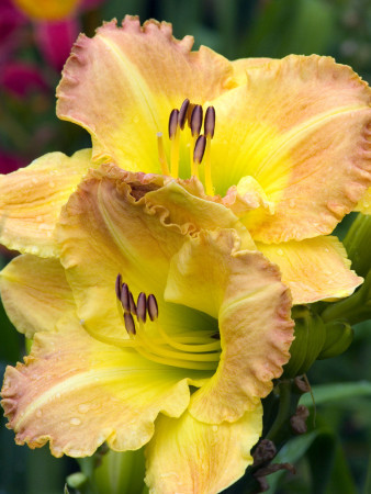 Liliowiec 'Smuggler's Gold' Hemerocallis