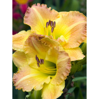 Liliowiec 'Smuggler's Gold' Hemerocallis