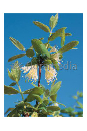 Jagoda kamczacka 'Wojtek' Lonicera coerulea var. Kamtschatica