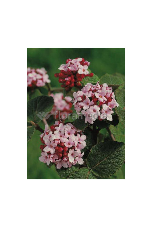 Kalina koreańska 'Juddii' Viburnum carlesii