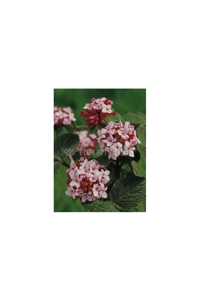 Kalina koreańska 'Juddii' Viburnum carlesii