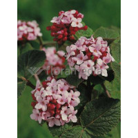 Kalina koreańska 'Juddii' Viburnum carlesii