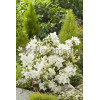 Azalia japońska 'Schneewittchen' Azalea japonica