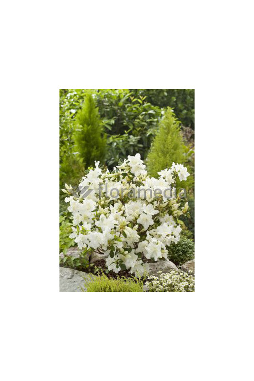 Azalia japońska 'Schneewittchen' Azalea japonica