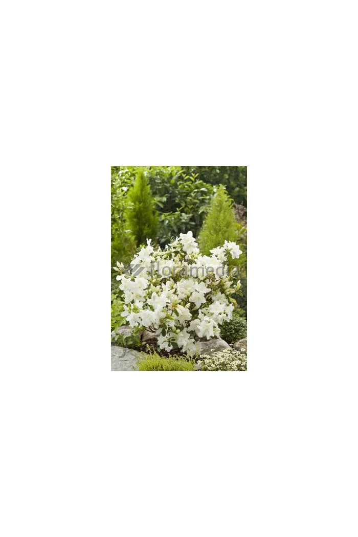 Azalia japońska 'Schneewittchen' Azalea japonica