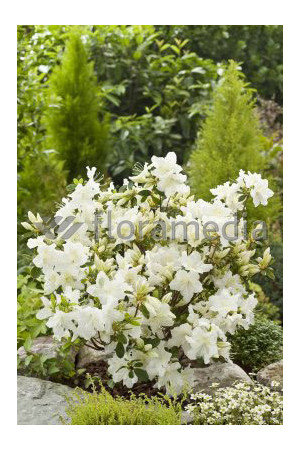 Azalia japońska 'Schneewittchen' Azalea japonica
