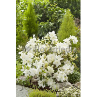 Azalia japońska 'Schneewittchen' Azalea japonica