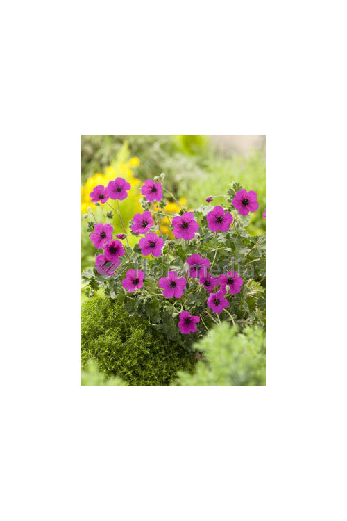 Bodziszek popielaty 'Splendens' Geranium cinereum