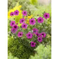 Bodziszek popielaty 'Splendens' Geranium cinereum