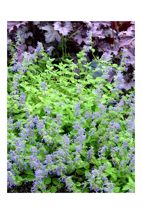 Kocimiętka 'Limelight' Nepeta