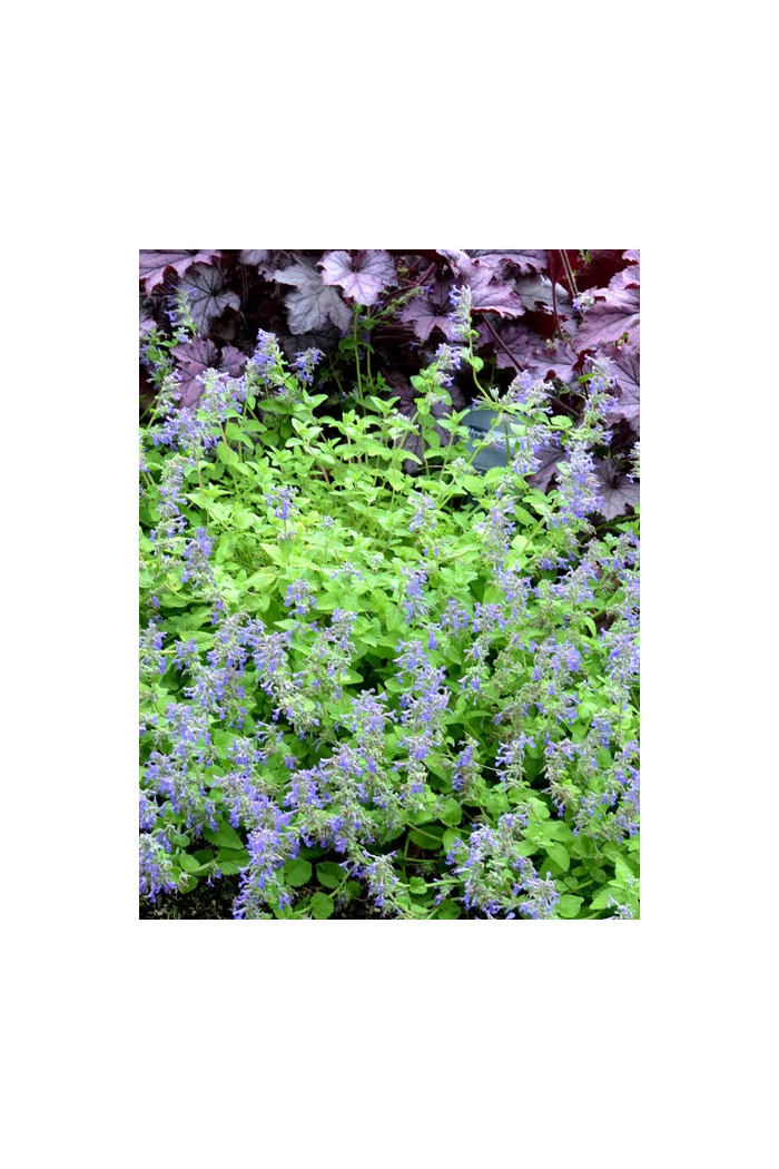 Kocimiętka 'Limelight' Nepeta