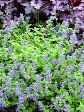 Kocimiętka 'Limelight' Nepeta