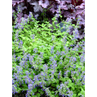 Kocimiętka 'Limelight' Nepeta