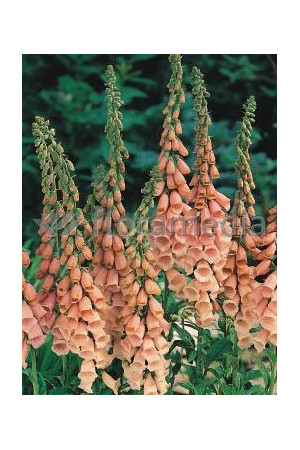 Naparstnica purpurowa 'Apricot' Digitalis purpurea