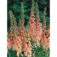Naparstnica purpurowa 'Apricot' Digitalis purpurea