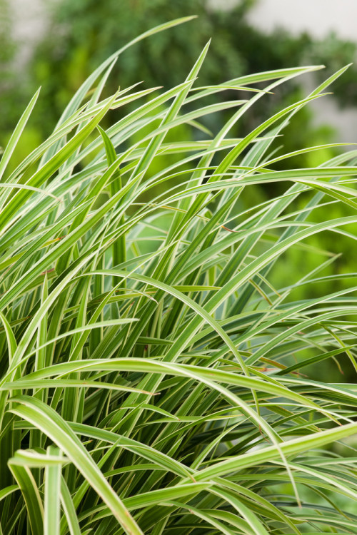 Turzyca 'Ice Dance' | Carex morrowii