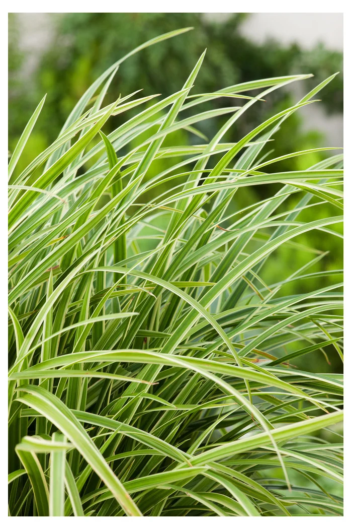 Turzyca 'Ice Dance' | Carex morrowii