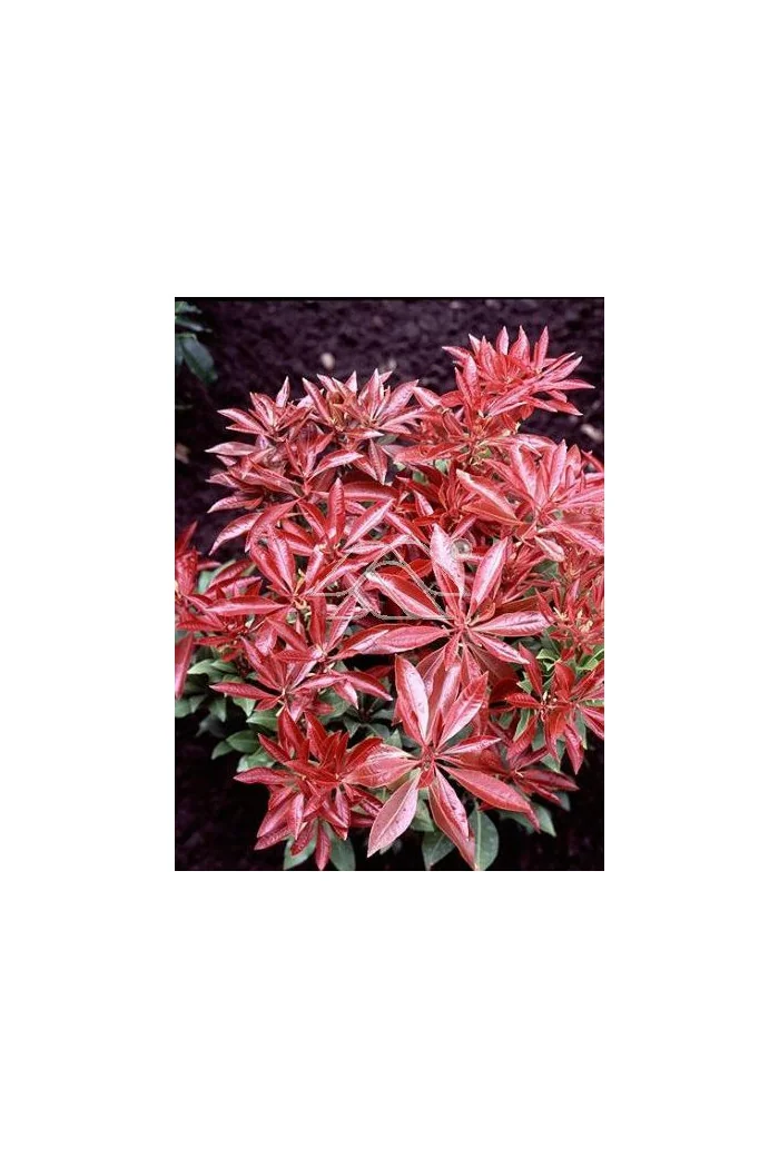 Pieris japoński 'Red Mill' Pieris japonica