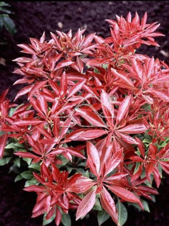 Pieris japoński 'Red Mill' Pieris japonica