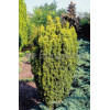 Cis pospolity 'Fastigiata Aurea' Taxus baccata