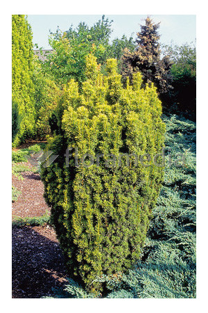 Cis pospolity 'Fastigiata Aurea' Taxus baccata
