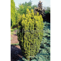 Cis pospolity 'Fastigiata Aurea' Taxus baccata