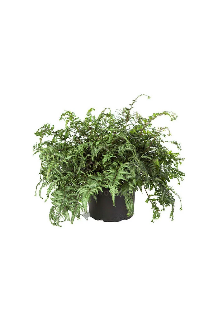 Wietlica japońska 'Apple Court' | Athyrium nipponicum