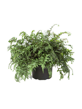 Wietlica japońska 'Apple Court' | Athyrium nipponicum