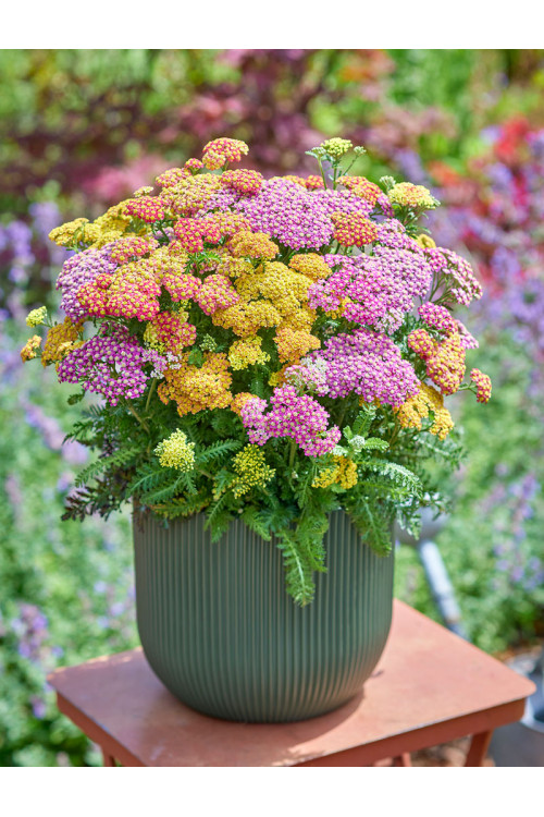 Krwawnik 'Milly Rock Mixmasters' | Achillea