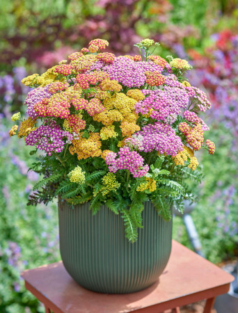 Krwawnik 'Milly Rock Mixmasters' | Achillea