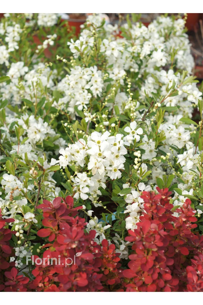 Obiela mieszańcowa 'The Bride' Exochorda macrantha