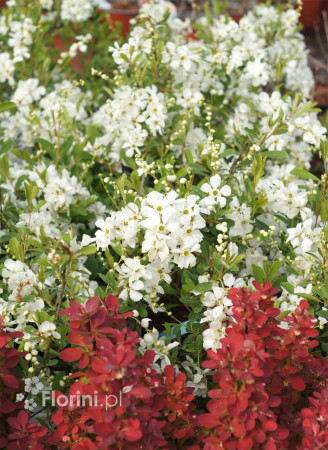 Obiela mieszańcowa 'The Bride' Exochorda macrantha