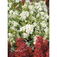 Obiela mieszańcowa 'The Bride' Exochorda macrantha