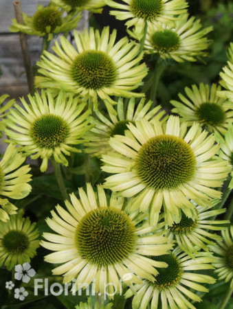 Jeżówka 'Real Green' Echinacea