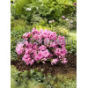 Azalia japońska 'Rosebud' Azalea japonica